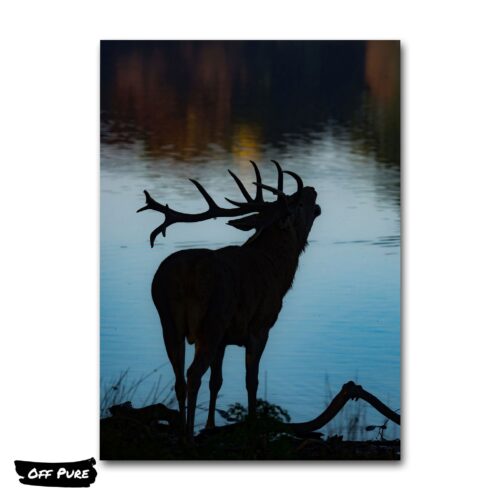 image-cerf-poster