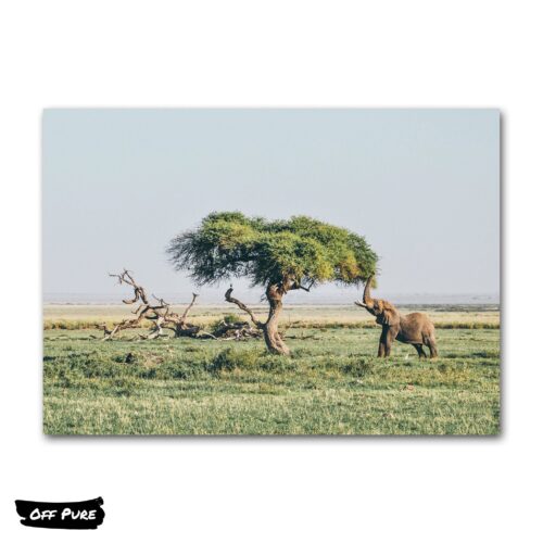 poster-elephant-africain