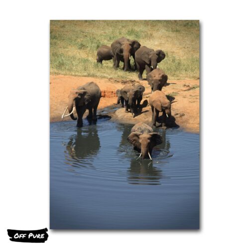 poster-elephant-baignade-elephants