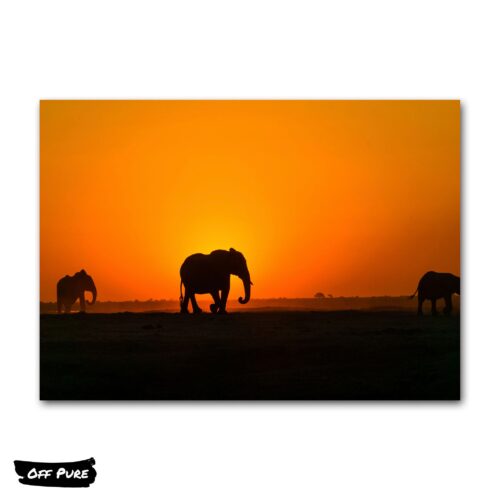 poster-elephant-coucher-de-soleil