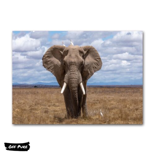 poster-elephant-elephant-majestueux