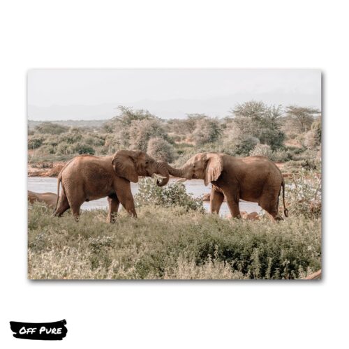 poster-elephant-elephants-chamailleurs