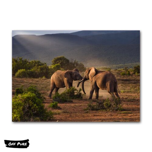 poster-elephant-elephants-joueurs