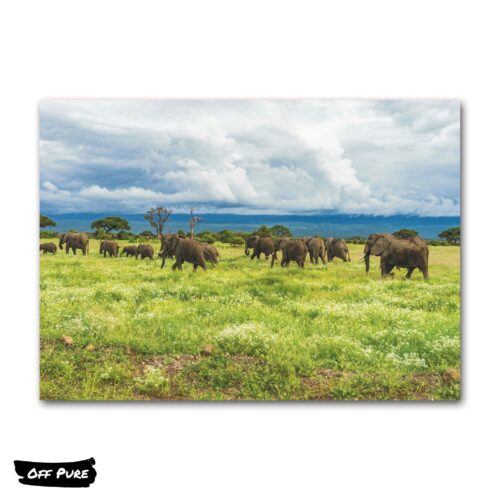 poster-elephant-groupe-elephants