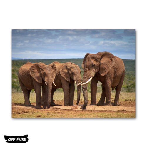 poster-elephant-jeunes-elephants