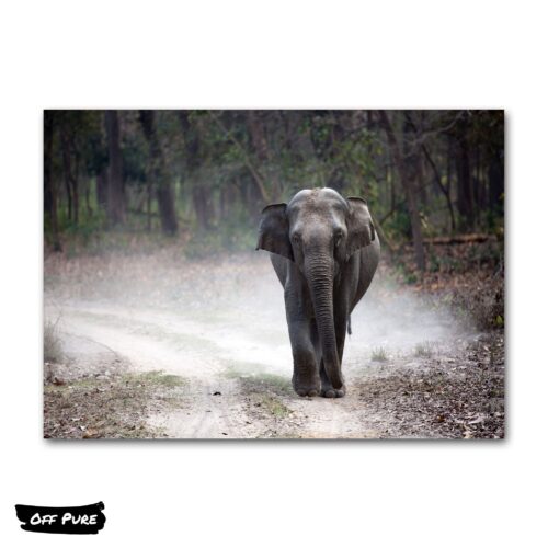 poster-elephant-sentier