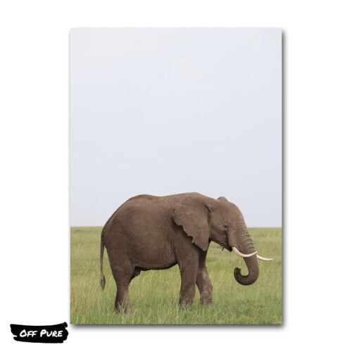 poster-elephant-solitaire