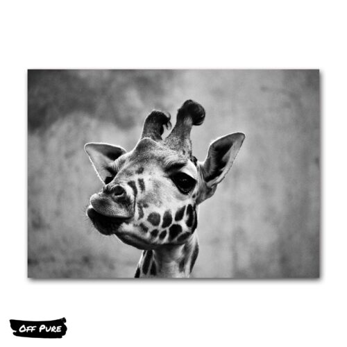 tableau-girafe-noir-et-blanc-poster