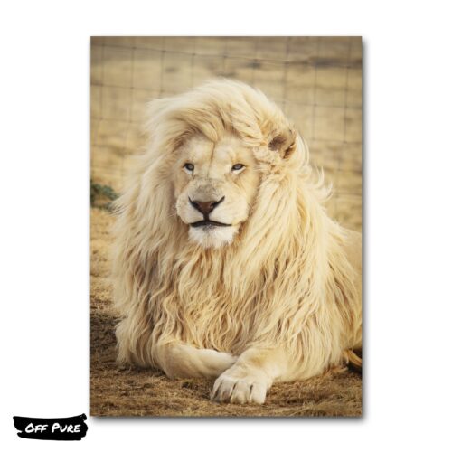 tableau-lion-blanc-poster