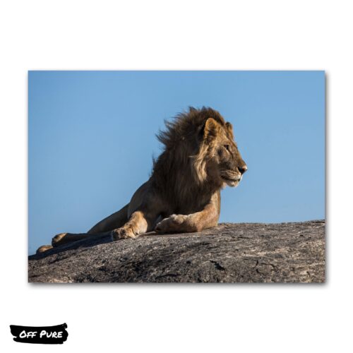 tableau-lion-couleur-poster