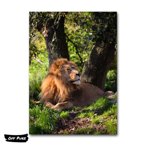 tableau-lion-multicolore-poster