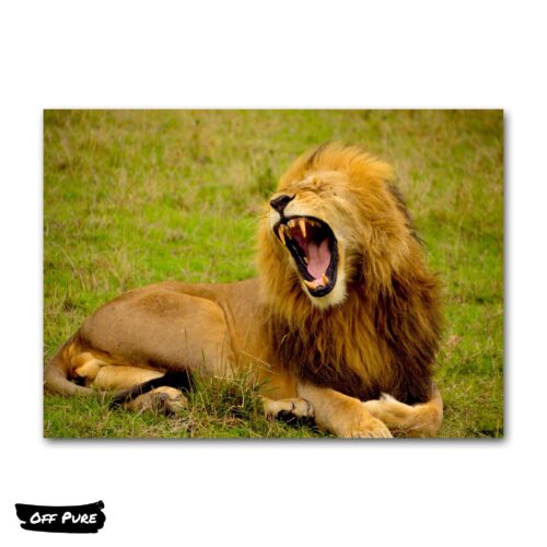 toile-imprimee-lion-poster