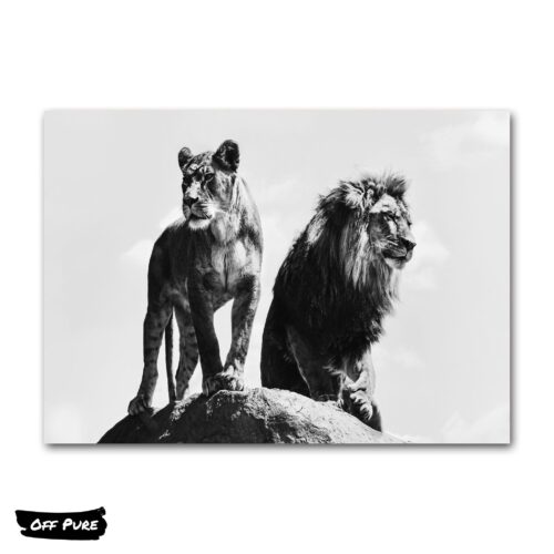 cadre-lion-lionne-noir-et-blanc-poster
