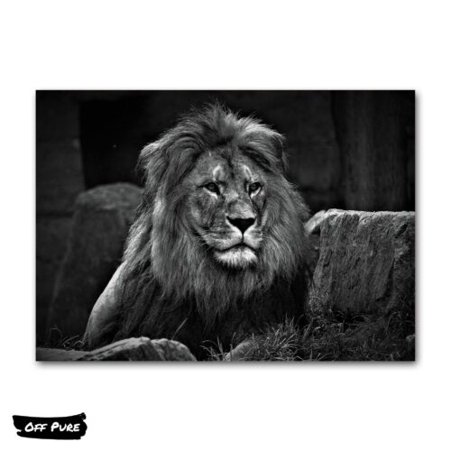 photo-lion-noir-et-blanc-poster