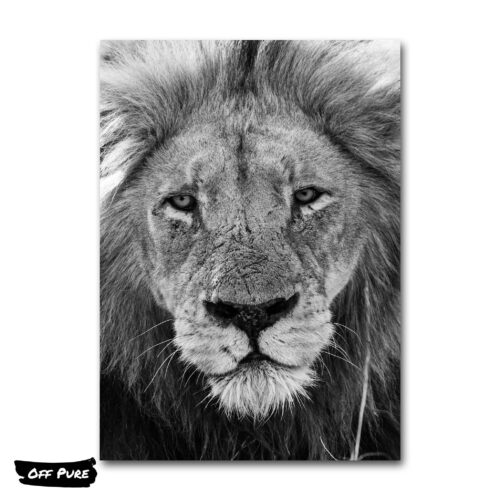 lion-blanc-et-noir-poster