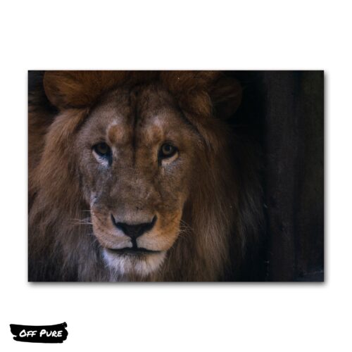 toile-tableau-lion-poster