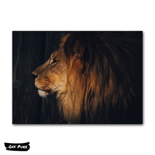 tableau-de-lion-en-couleur-poster