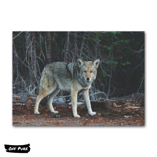 poster-loup-poster