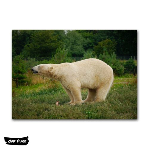 tableau-ours-blanc-poster