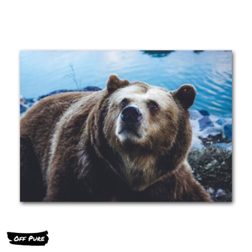 tableau-photo-ours-sur-toile-poster