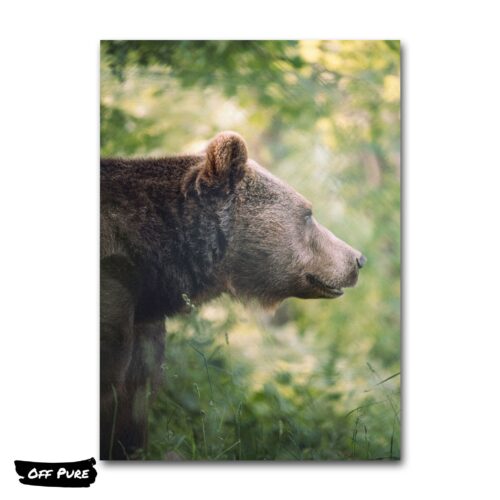 tete-ours-tableau-poster