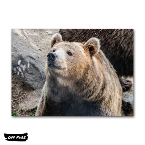 tableaux-xxl-ours-foret-poster