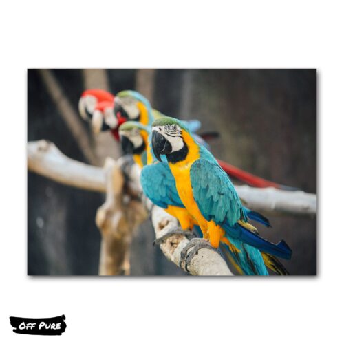 tableau-perroquet-multicolore-poster