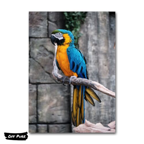 perroquet-sur-toile-poster
