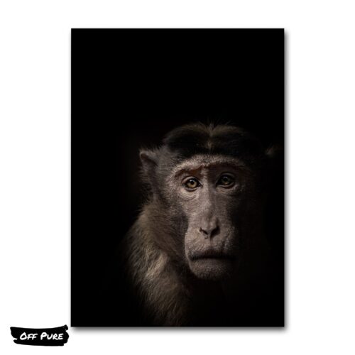 toile-chimpanze-poster