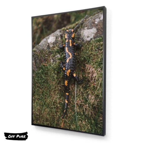 poster-salamandre-tableau