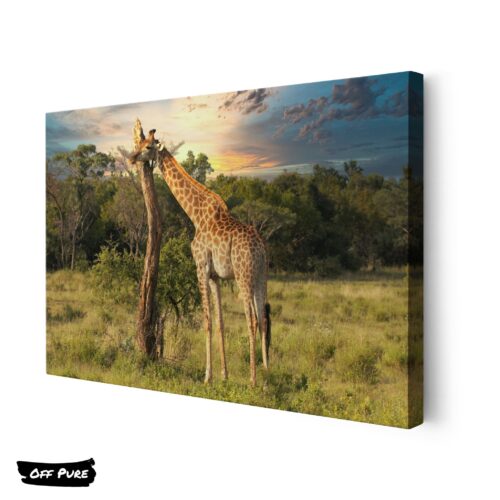 tableau-colore-girafe-toile