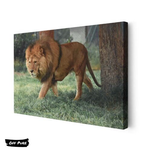 lion-poster-toile