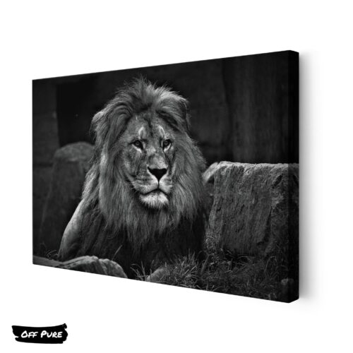 photo-lion-noir-et-blanc-toile